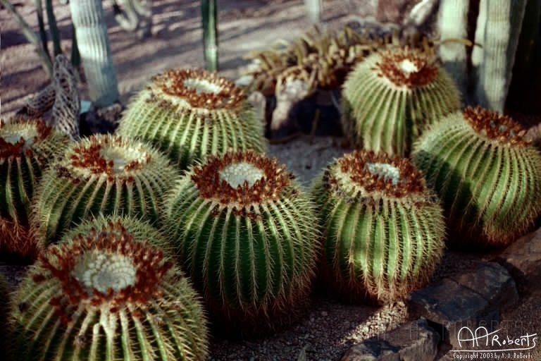Barrel Cactus.jpg - These are barrel cactus